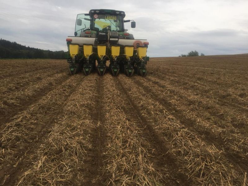 Raps – weitere Anbauflächen gesucht