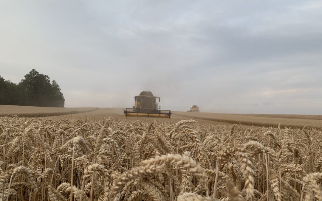 Getreideernte