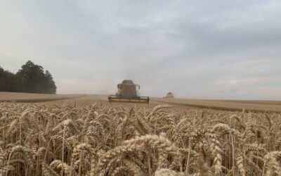Getreideernte